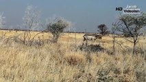 ÖFKELİ GERGEDAN BOYNUZUYLA ARABAYA SALDIRIYOR ►► En İnanılmaz Vahşi Hayvan Saldırıları Rhino Attacks