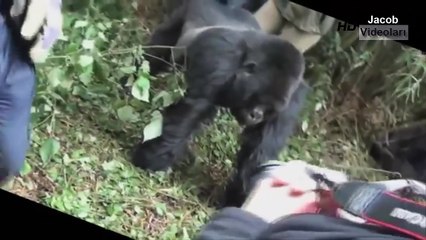 GORİL ve ŞEMPANZE İNSANLARA SALDIRIYOR ►► Crazy Giant Gorilla And Chimp Attack Humans Saldırısı