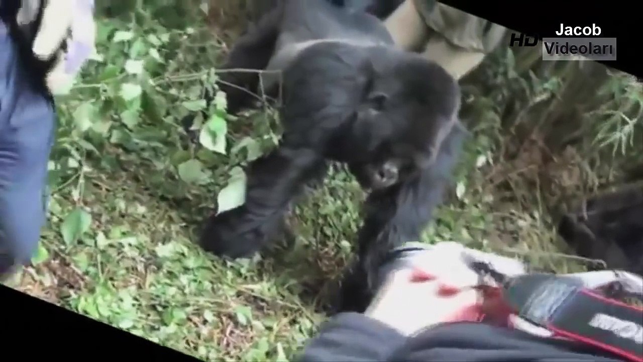 GORİL ve ŞEMPANZE İNSANLARA SALDIRIYOR ►► Crazy Giant Gorilla And Chimp Attack Humans Saldırısı
