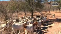 ● AÇ KURTLAR KANGALI PARÇALADI ► Kangal Kurt Boğuşması Boğuşu Kapışması Dövüşü Kavgası Hakkında 2016