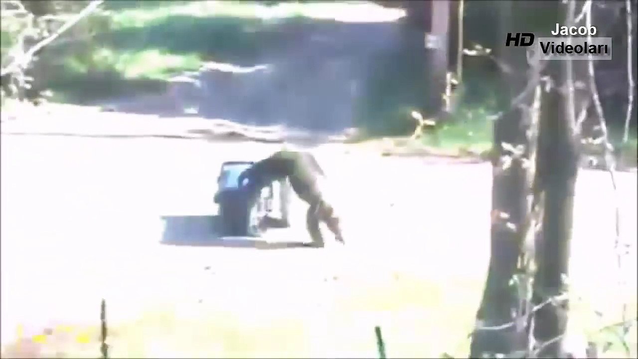 EN İNANILMAZ GORİL SALDIRILARI ►► Vahşi Hayvan Kavgaları Big Battle Best Gorilla Attack Compilation