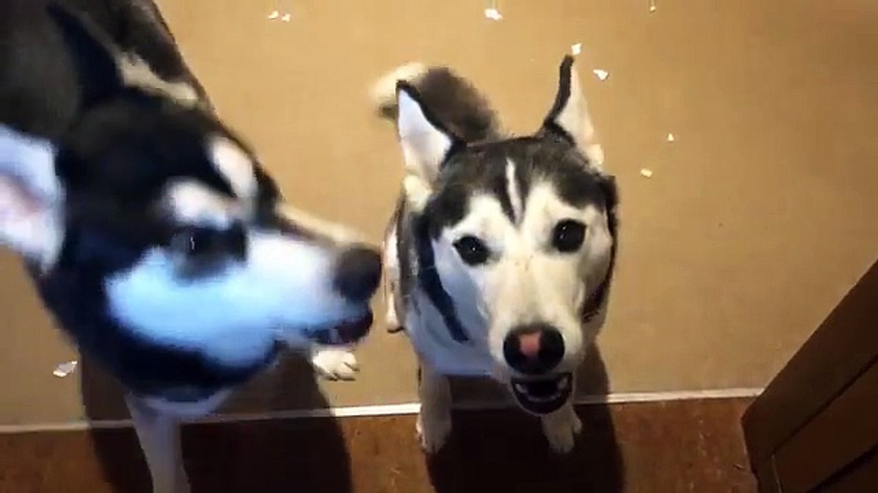 Ils ont la haine de s'etre fait pourrir par leur maitre... Adorable les chiens