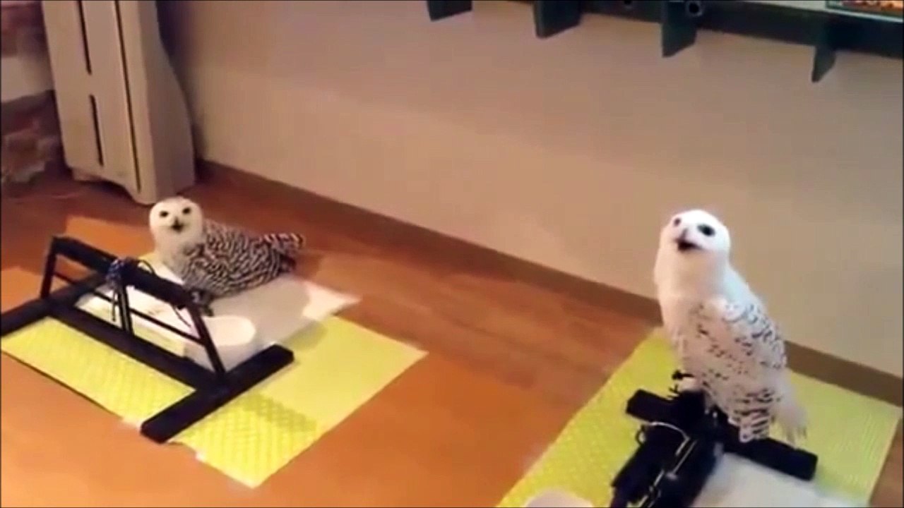 Vous n'allez pas resister au rire de cette chouette... Tordant