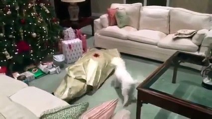 Caché dans un papier cadeau pour surprendre son chien !
