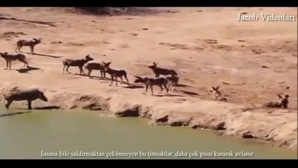 ►► Öldürmeye Programlı Canlılar   TUZLU SU TİMSAHI ► Crocodile attacks lion, elephant, antilope