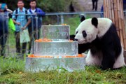 Pan Pan, le plus vieux panda mâle du monde, est mort à l'âge de 31 ans