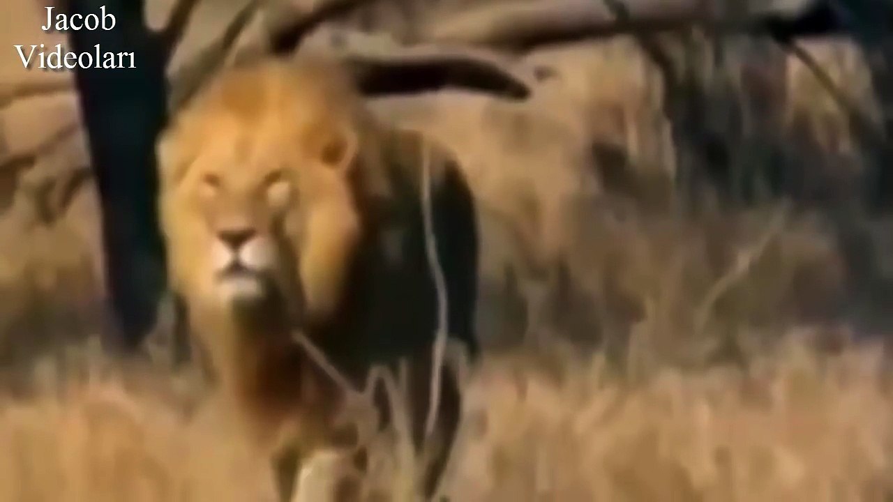 ÖLÜM DÜELLOSU   Aslan Çita Öldürüyor ►► Vahşi Hayvan Kavgaları ► LİON ATTACK