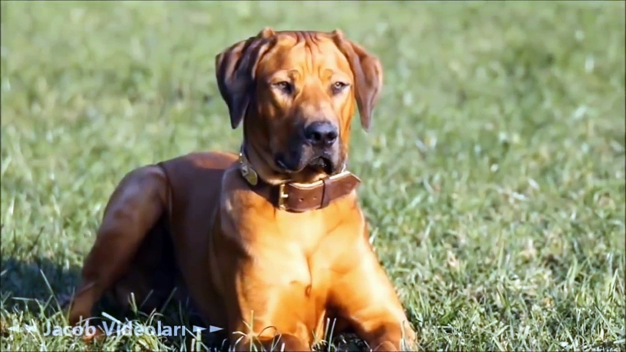SÜPER GÜÇLER   En Güçlü Köpek Irkları ►► Kangal, Pitbull, Dogo Arjantin, Kafkas Çoban Köpeği