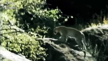 VAHŞİ HAYAT   Babunlar Çita ve Leopara Saldırıyor ►► Wild Baboon attacks Cheetah and Leopard