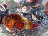 Aves comiendo arroz en la tierra, varias gallinas con un gallo de color rojo, animales con hambre