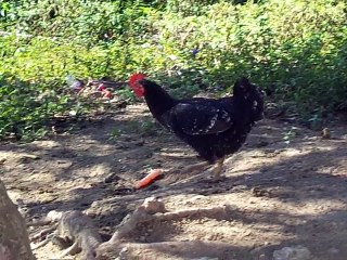 Aves caminando y moviendo su alas en un ambiente natural en busca de comida