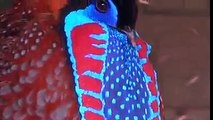 Amazing peacock | Awsome Mor