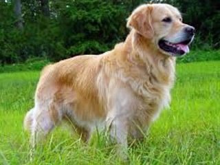 Bütün Köpek sesleri-10 Değişik Köpek sesi-Köpek Hırlaması