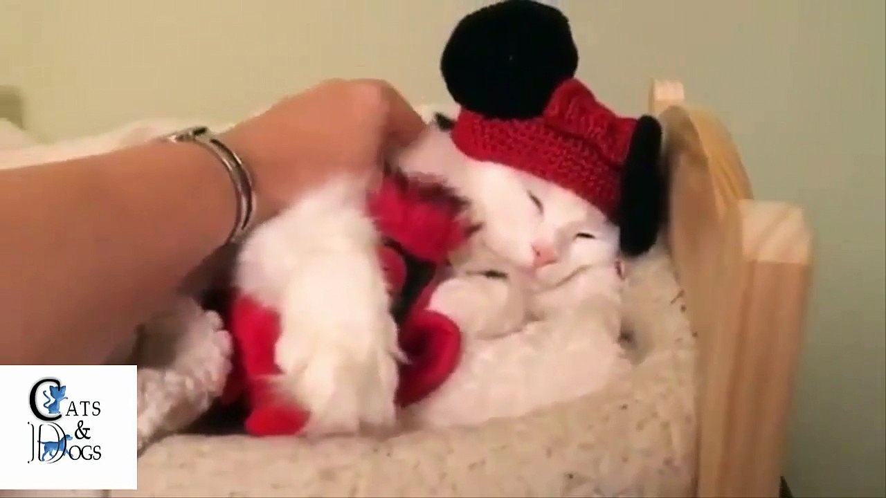 Funny cats compilation Part 19 2017 | Cats make us laugh | Try not to laugh