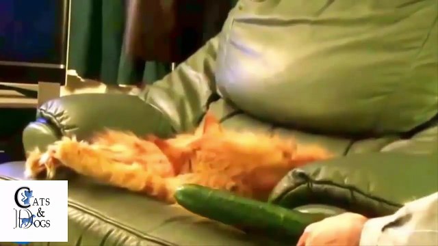 Funny cats compilation Part 22 2017 | Cats fear cucumber | Try not to laugh