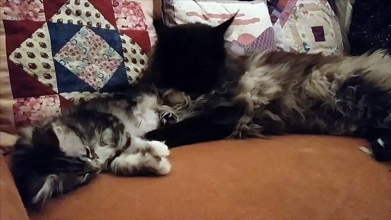 chats