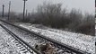 This Dog Was Too Injured To Move From Train Binary