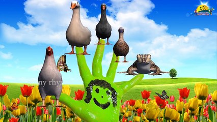 Ducks Finger Family Nursery english 3d rhymes | Children Animated finger family song
