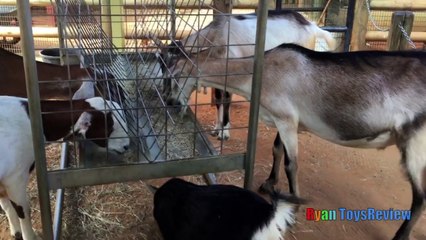 ANIMALS POOPING AT THE ZOO Kid at the  p1