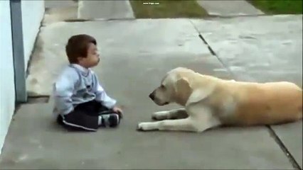 El video mas tierno  Labrador le hace cariño a Pequeño amo