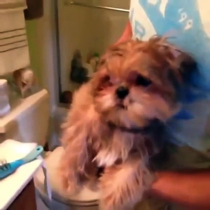 funny pets compilation 2015