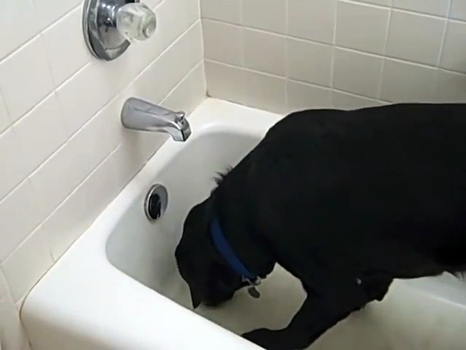 Funny Labrador in the bath turning on the water.