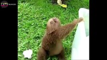 Funny Zoo Animals (HD) [Trip Burger Pets]