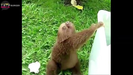 Funny Zoo Animals (HD) [Trip Burger Pets]