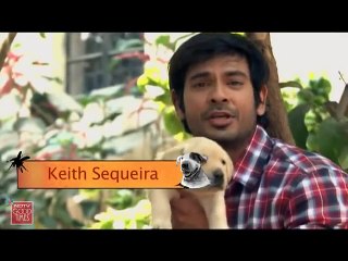 Getting to know more about Labradors
