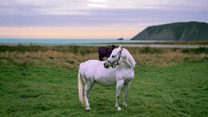Goat on a Horse, Newfoundland and Labrador