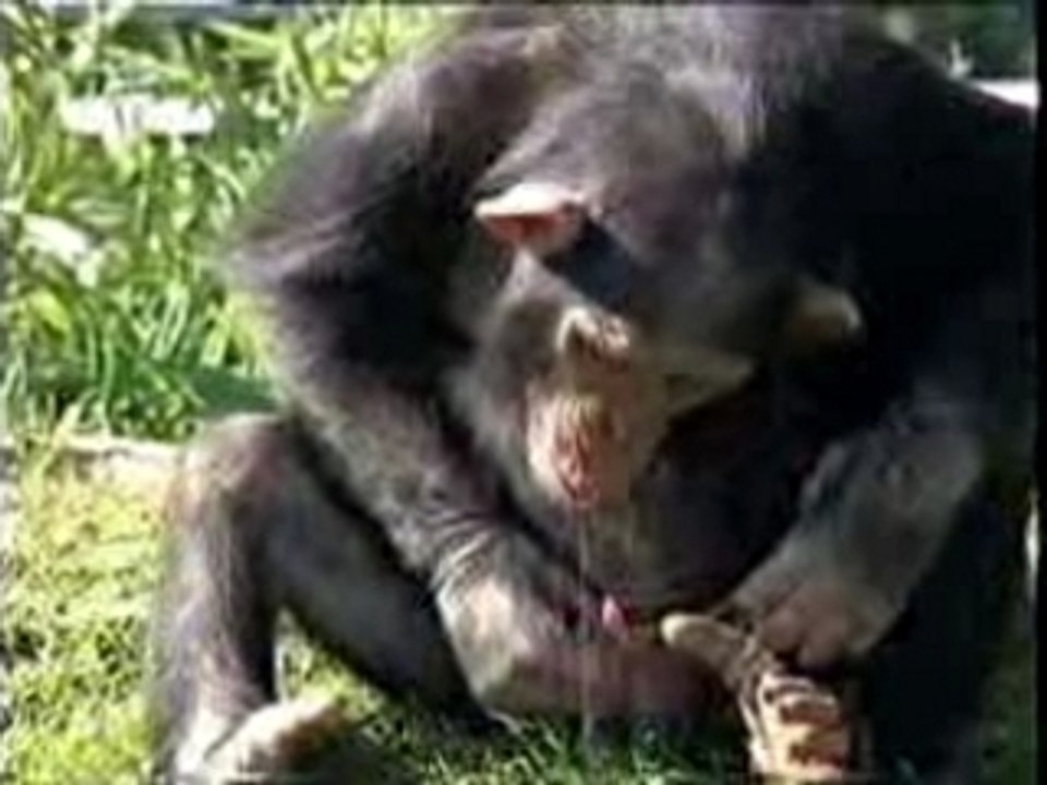 Singe