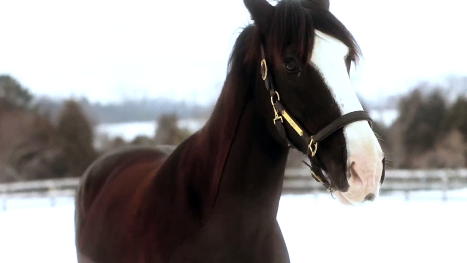 ⁣2016 Clydesdale Superbowl Commercial - GO JIMMY!