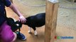 ANIMALS POOPING AT THE ZOO Kid at the ZOO Funny Family Fun Trip to Petting Farm Animals for Children-10j0shndmfk