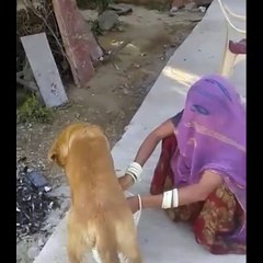 Dog's milk कुत्ते का दूध कैसा होता है?