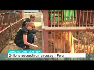 24 lions rescued from circuses in Peru return home to Africa