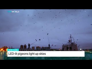LED-lit pigeons light up New York