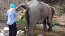 Elle sort une crotte de 2 mètres d'un éléphant malade au Zoo !