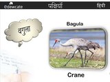 Bird Names | Hindi Lessons for Kids | Hindi Nursery Rhymes