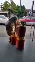 Hard work by man with One arm