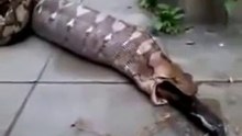 Anaconda swallows alive