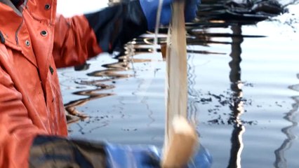 Tissez de la corde à partir de l'écorce des arbres comme les vikings