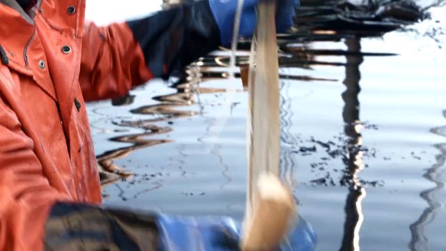 Tissez de la corde à partir de l'écorce des arbres comme les vikings