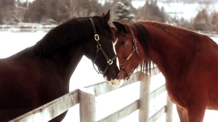 2016 Clydesdale Superbowl Commercial - GO JIMMY!