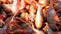 Alien freshwater shrimp eat how