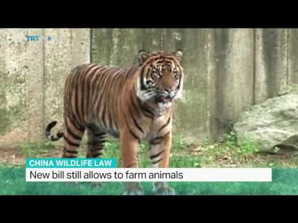 Interview with Elisa Allen on China wildlife law