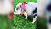 LiLou The Therapy Pig Will Make You Feel Good About Flying