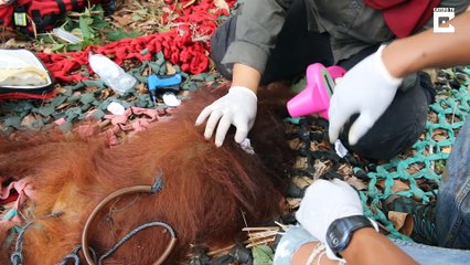 Adorable Orangutans Have The Best Friendship