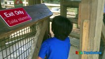 ANIMALS POOPING AT THE ZOO Kid at the ZOO Funny Family Fun Trip to Petting Farm Animals for Chil