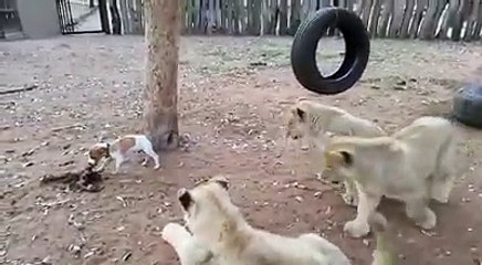 jack russell doesn't know it's size