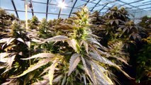 US marijuana users reap benefits of expanded legalisation